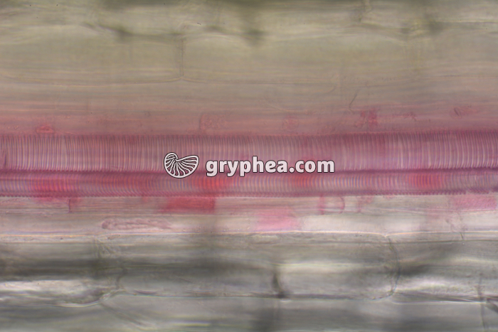 Vaisseaux conducteurs de sève Poireau CL x100 - gryphea.org